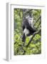 Asia, China, Yunnan Province, Yun-ling Mountains, Tacheng, black snub-nosed monkey. An endangered m-Ellen Goff-Framed Photographic Print