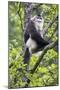 Asia, China, Yunnan Province, Yun-ling Mountains, Tacheng, black snub-nosed monkey. An endangered m-Ellen Goff-Mounted Photographic Print