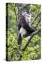 Asia, China, Yunnan Province, Yun-ling Mountains, Tacheng, black snub-nosed monkey. An endangered m-Ellen Goff-Stretched Canvas