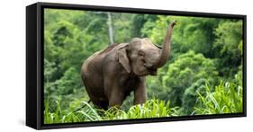 Asia Elephant in Thailand, Asia Elephants in Chiang Mai. Elephant Nature Park, Thailand-Avigator Fortuner-Framed Stretched Canvas