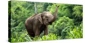 Asia Elephant in Thailand, Asia Elephants in Chiang Mai. Elephant Nature Park, Thailand-Avigator Fortuner-Stretched Canvas