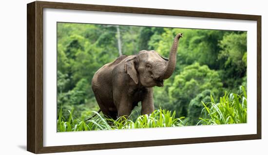 Asia Elephant in Thailand, Asia Elephants in Chiang Mai. Elephant Nature Park, Thailand-Avigator Fortuner-Framed Photographic Print