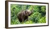 Asia Elephant in Thailand, Asia Elephants in Chiang Mai. Elephant Nature Park, Thailand-Avigator Fortuner-Framed Photographic Print