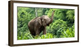 Asia Elephant in Thailand, Asia Elephants in Chiang Mai. Elephant Nature Park, Thailand-Avigator Fortuner-Framed Photographic Print