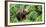 Asia Elephant in Thailand, Asia Elephants in Chiang Mai. Elephant Nature Park, Thailand-Avigator Fortuner-Framed Photographic Print