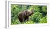 Asia Elephant in Thailand, Asia Elephants in Chiang Mai. Elephant Nature Park, Thailand-Avigator Fortuner-Framed Photographic Print