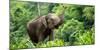 Asia Elephant in Thailand, Asia Elephants in Chiang Mai. Elephant Nature Park, Thailand-Avigator Fortuner-Mounted Photographic Print