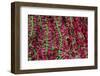 Asia, India, Calcutta. Hibiscus garlands in the flower market in Calcutta.-Kymri Wilt-Framed Photographic Print