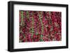 Asia, India, Calcutta. Hibiscus garlands in the flower market in Calcutta.-Kymri Wilt-Framed Photographic Print