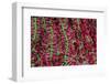 Asia, India, Calcutta. Hibiscus garlands in the flower market in Calcutta.-Kymri Wilt-Framed Photographic Print