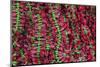 Asia, India, Calcutta. Hibiscus garlands in the flower market in Calcutta.-Kymri Wilt-Mounted Photographic Print