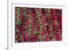 Asia, India, Calcutta. Hibiscus garlands in the flower market in Calcutta.-Kymri Wilt-Framed Photographic Print