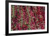 Asia, India, Calcutta. Hibiscus garlands in the flower market in Calcutta.-Kymri Wilt-Framed Photographic Print