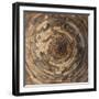 Asia. India, Ceiling details at the Qtub Minar of the Alai-Darwaza complex in New Delhi.-Ralph H. Bendjebar-Framed Photographic Print