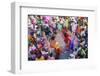 Asia, India, Uttar Pradesh, Nandgaon, Dancing During Holi Festival-ClickAlps-Framed Photographic Print