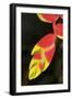 Asia, Indonesia. Heliconia Rostrata Flower-David Slater-Framed Photographic Print