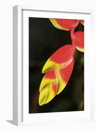 Asia, Indonesia. Heliconia Rostrata Flower-David Slater-Framed Photographic Print