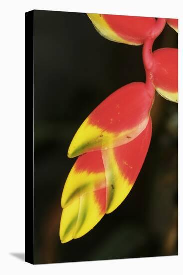 Asia, Indonesia. Heliconia Rostrata Flower-David Slater-Stretched Canvas