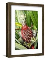 Asia, Indonesia, Sulawesi. Ananas Comosus, Edible Pineapple Fruit Grown on a Local Farm-David Slater-Framed Photographic Print