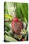 Asia, Indonesia, Sulawesi. Ananas Comosus, Edible Pineapple Fruit Grown on a Local Farm-David Slater-Stretched Canvas