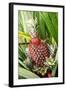 Asia, Indonesia, Sulawesi. Ananas Comosus, Edible Pineapple Fruit Grown on a Local Farm-David Slater-Framed Photographic Print