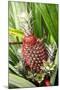 Asia, Indonesia, Sulawesi. Ananas Comosus, Edible Pineapple Fruit Grown on a Local Farm-David Slater-Mounted Photographic Print