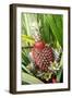 Asia, Indonesia, Sulawesi. Ananas Comosus, Edible Pineapple Fruit Grown on a Local Farm-David Slater-Framed Photographic Print