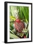 Asia, Indonesia, Sulawesi. Ananas Comosus, Edible Pineapple Fruit Grown on a Local Farm-David Slater-Framed Photographic Print