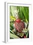 Asia, Indonesia, Sulawesi. Ananas Comosus, Edible Pineapple Fruit Grown on a Local Farm-David Slater-Framed Photographic Print