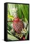 Asia, Indonesia, Sulawesi. Ananas Comosus, Edible Pineapple Fruit Grown on a Local Farm-David Slater-Framed Stretched Canvas