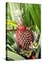 Asia, Indonesia, Sulawesi. Ananas Comosus, Edible Pineapple Fruit Grown on a Local Farm-David Slater-Stretched Canvas