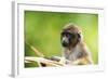 Asia, Indonesia, Sulawesi, Buton Island. Juvenile Buton Macaque-David Slater-Framed Photographic Print