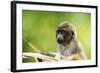 Asia, Indonesia, Sulawesi, Buton Island. Juvenile Buton Macaque-David Slater-Framed Photographic Print