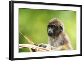 Asia, Indonesia, Sulawesi, Buton Island. Juvenile Buton Macaque-David Slater-Framed Photographic Print