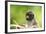 Asia, Indonesia, Sulawesi, Buton Island. Juvenile Buton Macaque-David Slater-Framed Photographic Print