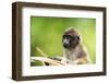 Asia, Indonesia, Sulawesi, Buton Island. Juvenile Buton Macaque-David Slater-Framed Photographic Print