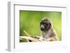 Asia, Indonesia, Sulawesi, Buton Island. Juvenile Buton Macaque-David Slater-Framed Photographic Print