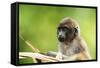 Asia, Indonesia, Sulawesi, Buton Island. Juvenile Buton Macaque-David Slater-Framed Stretched Canvas