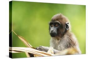 Asia, Indonesia, Sulawesi, Buton Island. Juvenile Buton Macaque-David Slater-Stretched Canvas