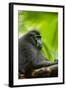 Asia, Indonesia, Sulawesi. Crested Black Macaque Adult in Rainforest-David Slater-Framed Photographic Print