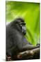 Asia, Indonesia, Sulawesi. Crested Black Macaque Adult in Rainforest-David Slater-Mounted Photographic Print