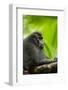 Asia, Indonesia, Sulawesi. Crested Black Macaque Adult in Rainforest-David Slater-Framed Photographic Print