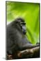 Asia, Indonesia, Sulawesi. Crested Black Macaque Adult in Rainforest-David Slater-Mounted Photographic Print