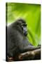 Asia, Indonesia, Sulawesi. Crested Black Macaque Adult in Rainforest-David Slater-Stretched Canvas