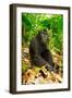 Asia, Indonesia, Sulawesi. Crested Black Macaque Adult Relaxing in Rainforest-David Slater-Framed Photographic Print