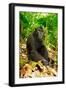 Asia, Indonesia, Sulawesi. Crested Black Macaque Adult Relaxing in Rainforest-David Slater-Framed Photographic Print