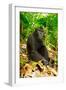 Asia, Indonesia, Sulawesi. Crested Black Macaque Adult Relaxing in Rainforest-David Slater-Framed Photographic Print