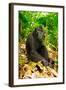 Asia, Indonesia, Sulawesi. Crested Black Macaque Adult Relaxing in Rainforest-David Slater-Framed Photographic Print