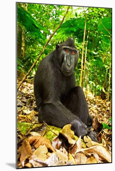 Asia, Indonesia, Sulawesi. Crested Black Macaque Adult Relaxing in Rainforest-David Slater-Mounted Photographic Print