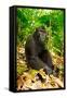 Asia, Indonesia, Sulawesi. Crested Black Macaque Adult Relaxing in Rainforest-David Slater-Framed Stretched Canvas